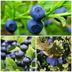 กินบลูเบอร์รี่ Blueberry มีประโยชน์อย่างไร